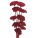 YARROW Red 22" - OUT OF STOCK